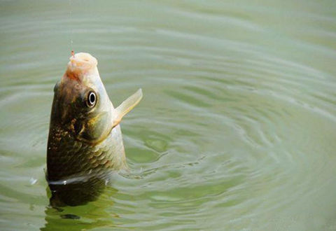 冬季釣魚，該如何用蚯蚓調漂，你知道多少？