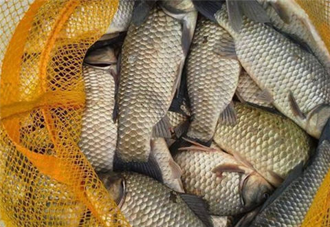 想要釣好鯽魚，先要了解鯽魚的習性