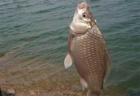 冬天釣大鯽魚，來自高手的經驗總結