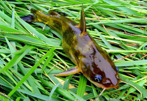 冬天釣鯽魚，釣魚人需要注意這四點