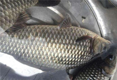 3分鐘就能學會的冬季野釣鯽魚攻略