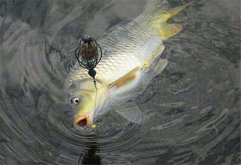 殘荷塘中藏大鯽魚，冬季藕塘釣鯽魚技巧