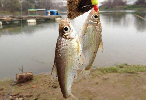 冬釣鯽魚七不宜，知道了對冬季釣魚大有好處！