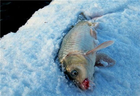 冬季野釣鯽魚的技巧，告別空軍