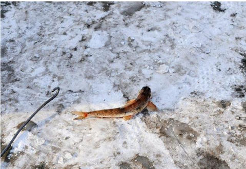 冬季冰釣鯽魚的兩個小技巧