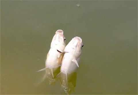 溫差是影響冬季垂釣的關鍵天氣因素