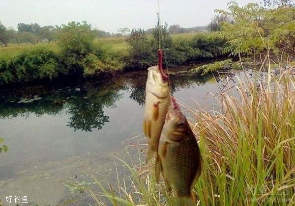 冬季野釣鯽魚，把握號這三點，一定能提升上魚率