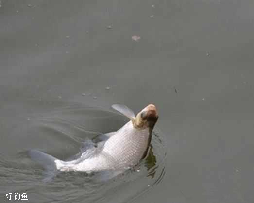 冬季釣鳊魚釣位選擇及魚餌配制技巧