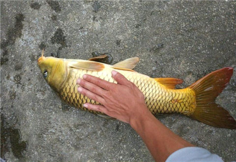 南方冬季釣鯉魚用這個方法狂拉