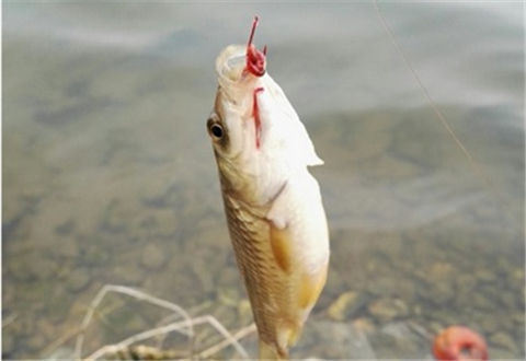 冬季釣魚技巧，掛紅蟲調漂時，要注意漂尖破水