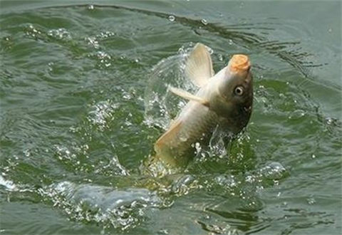 天氣轉涼之后魚情大變！老釣友這4大黃金法則