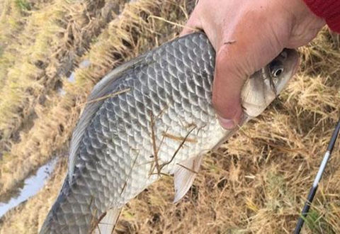 冬天垂釣鯽魚這幾個細節決定成敗