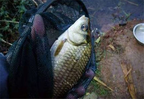 冬釣鯽魚，選好釣位讓你事半功倍