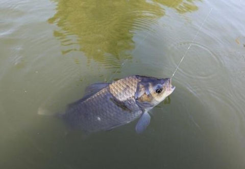 冬季長竿短線七星漂釣鯽魚技巧