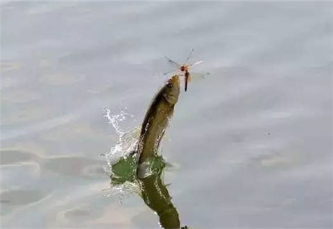 冬季釣魚魚兒不上鉤怎么辦？