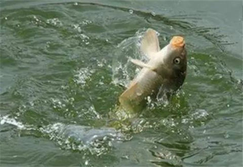 冬季垂釣鯽魚常犯的一些錯誤