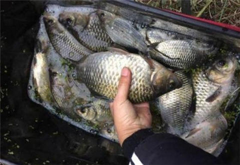 冬釣鯽魚，這3點技巧你必須要知道