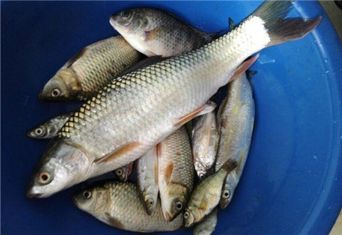 釣不到魚？來看看南方冬季釣魚的9個魚類進食溫度表！
