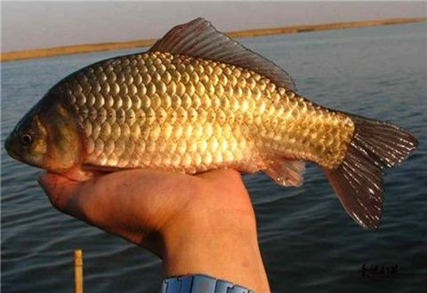 冬季釣鯽魚應該如何正確地調漂