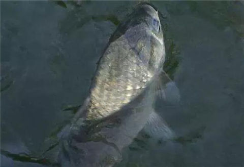 冬釣弱口鯽魚的調漂和釣法