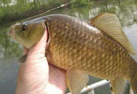 冬季釣鯽魚5個策略讓你連竿爆護