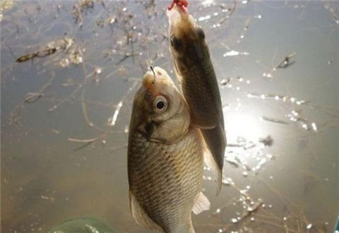 12月份釣魚方法，打窩聚魚
