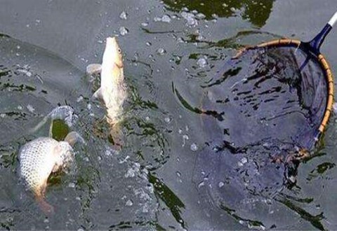 冬季釣黑坑鯉魚的4問4答