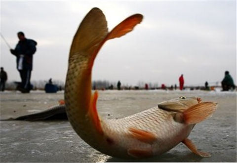 冬釣，魚鉤入口五要素
