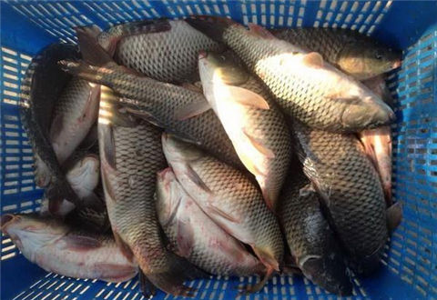 冬季釣魚要小而精才能保證上魚效果