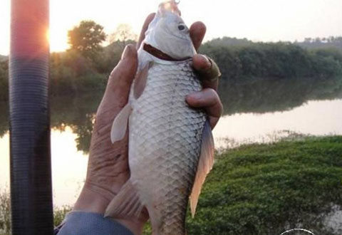 秋末初冬魚口弱，避免空軍的逗釣技巧