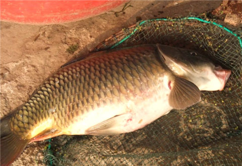 冬季釣魚找不到魚窩嗎？馬上告訴您