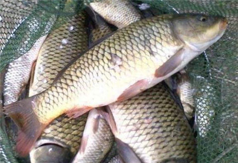 為您揭曉冬天釣鯽魚的6個不傳之秘