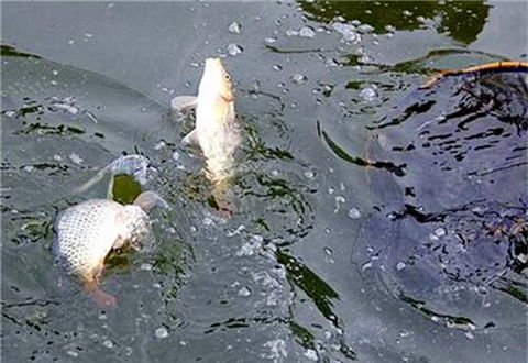 釣魚沒口是什么原因？