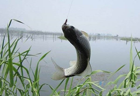 人穿襖，魚鉆草，冬釣鯽魚怎么釣草洞？
