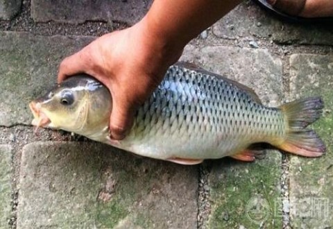 這些雙鉤釣魚技巧讓你輕松上大魚