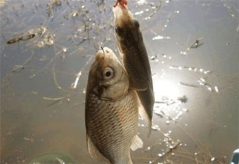 這8個陰天釣魚技巧學會后不比晴天差