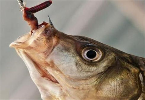 冬釣應對輕口魚的小妙招