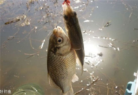 冬季不同天氣釣鯽魚的技巧