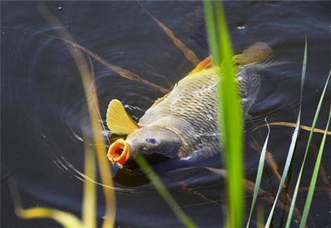 冬季釣鯽魚，好魚獲都是靠這幾招來的