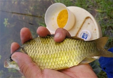 從4個突破點幫你冬天上大鯽魚