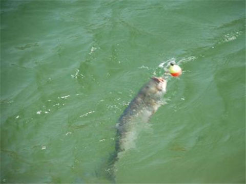 冬釣鯽魚夏鰱鳙，的四個實用技巧