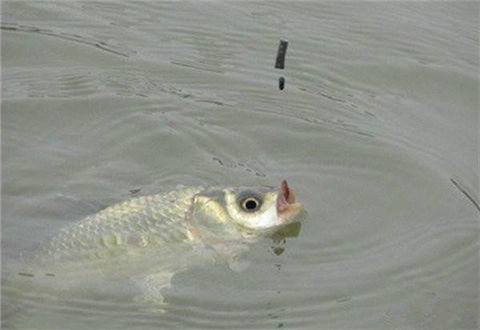 冬釣鯽魚新方法，讓你狂拉過癮