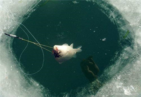 冬釣魚群常去的地方都在這里