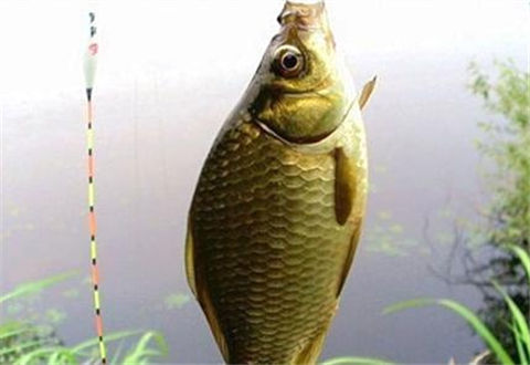 冬季海竿串鉤釣大鯽魚的幾個高招，讓你連連爆護