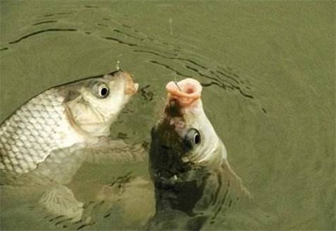 知道這些冬天釣魚的小常識可以不用封桿了