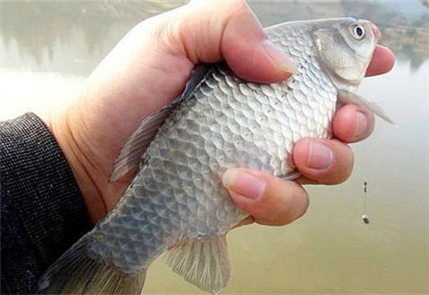 冬季釣鯽魚調漂、釣法技巧及注意事項