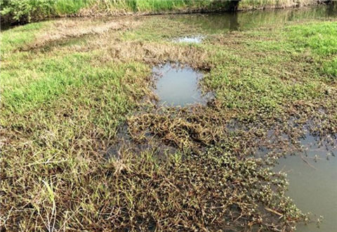 冬釣鯽魚不懂釣草洞，那你就別玩了