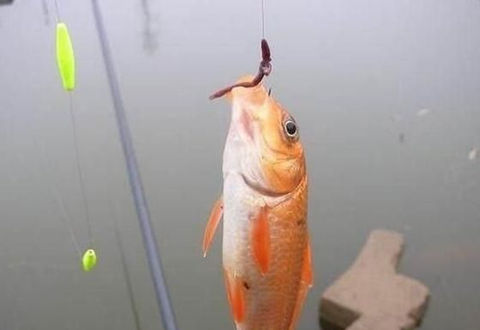 初冬季節釣魚需要知道這幾個小技巧