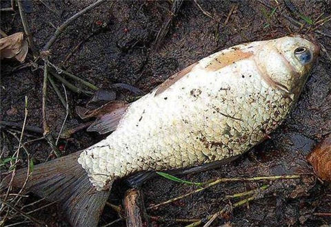 冬天這么釣鯽魚你早該爆護了