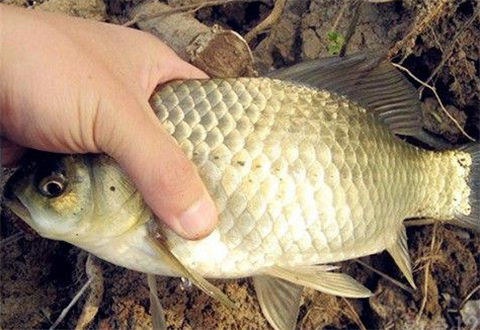 冬天釣鯽魚的促食釣法之釣鯽魚那幾招